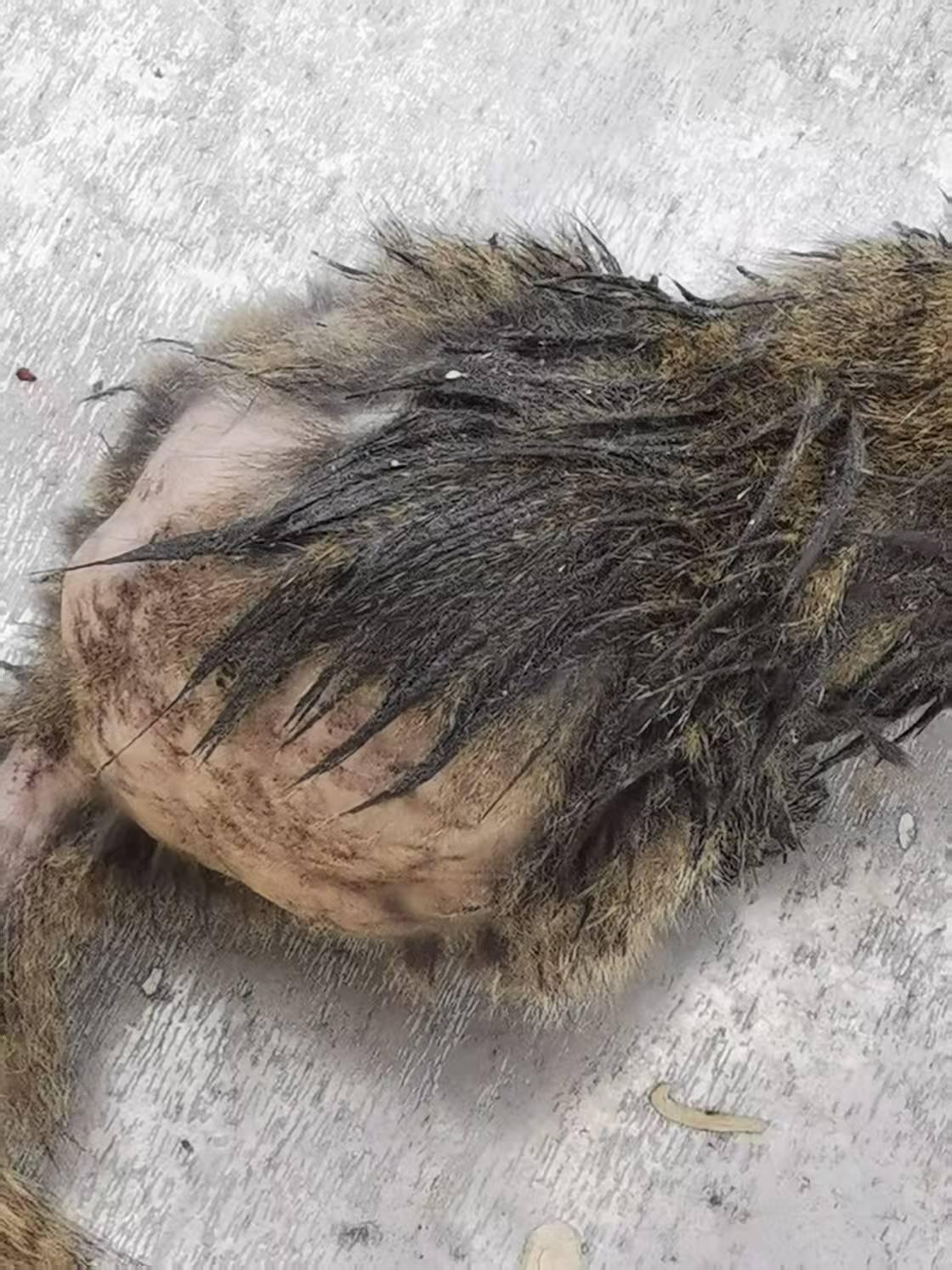 喂了小区松鼠和斑鸠二年多时间了，最多时有7只同时出现，之后就越来越少了，最近只有