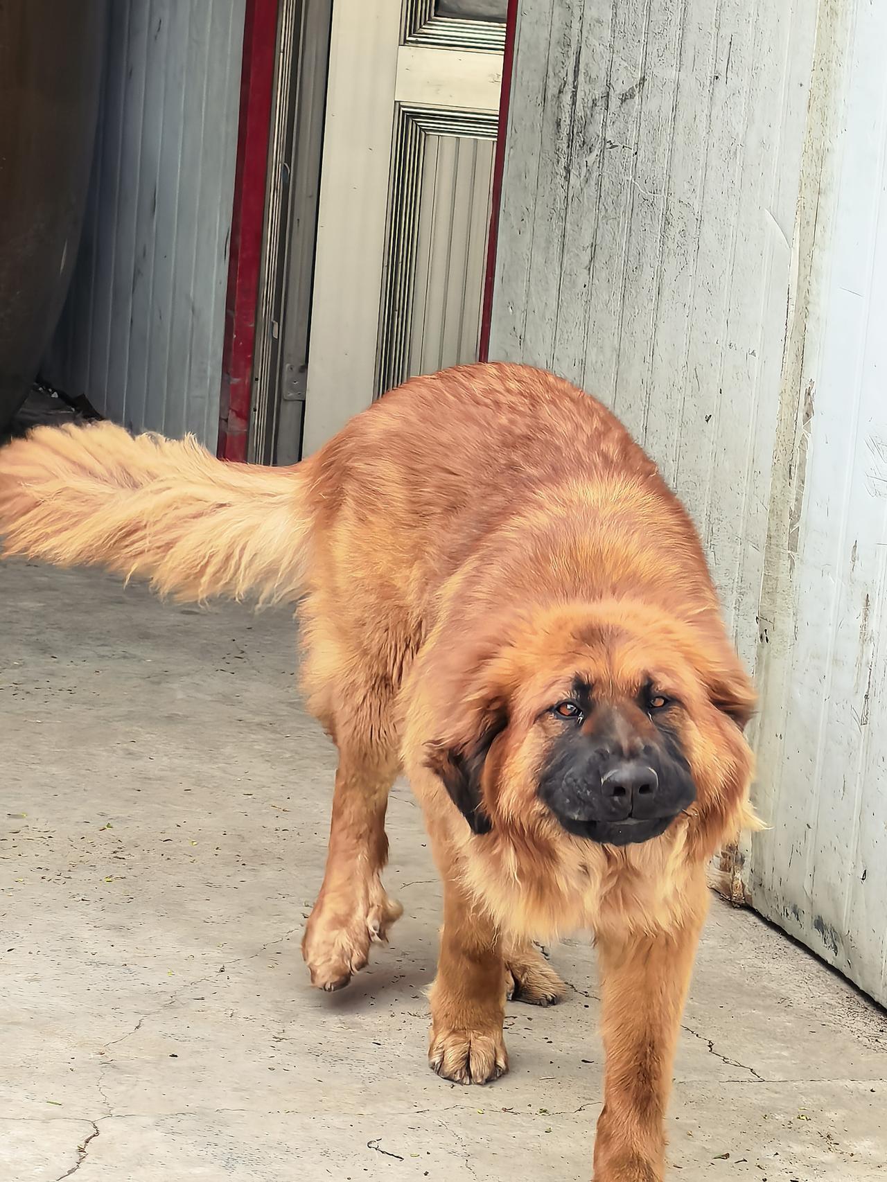 中华田园犬，农村大黄狗[祈祷][祈祷][祈祷]