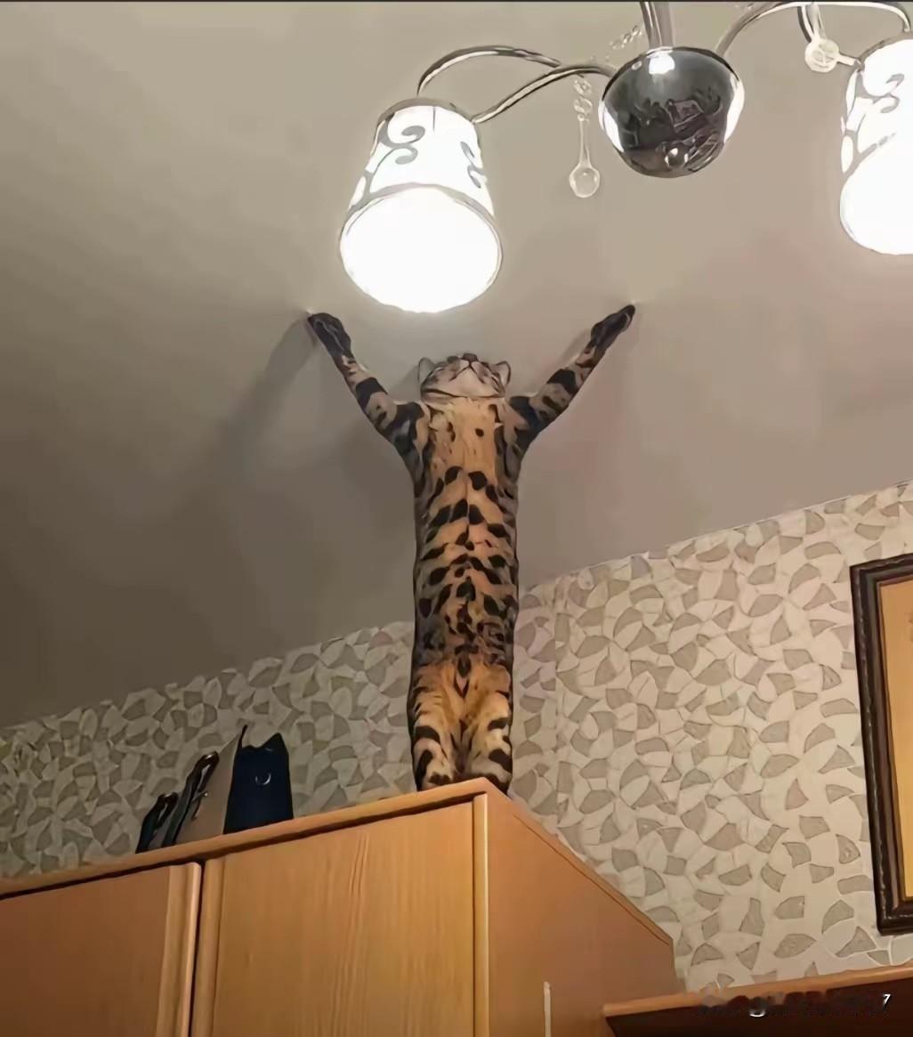 网友家的小猫咪每天忙得停不下来，练就了一身“绝活”：稳稳站在柜子顶上，两只前爪