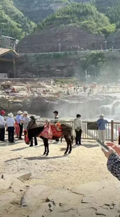 游客投诉黄河壶口景区毛驴做出不雅动作，于是，景区立马做了整改措施……驴：你个