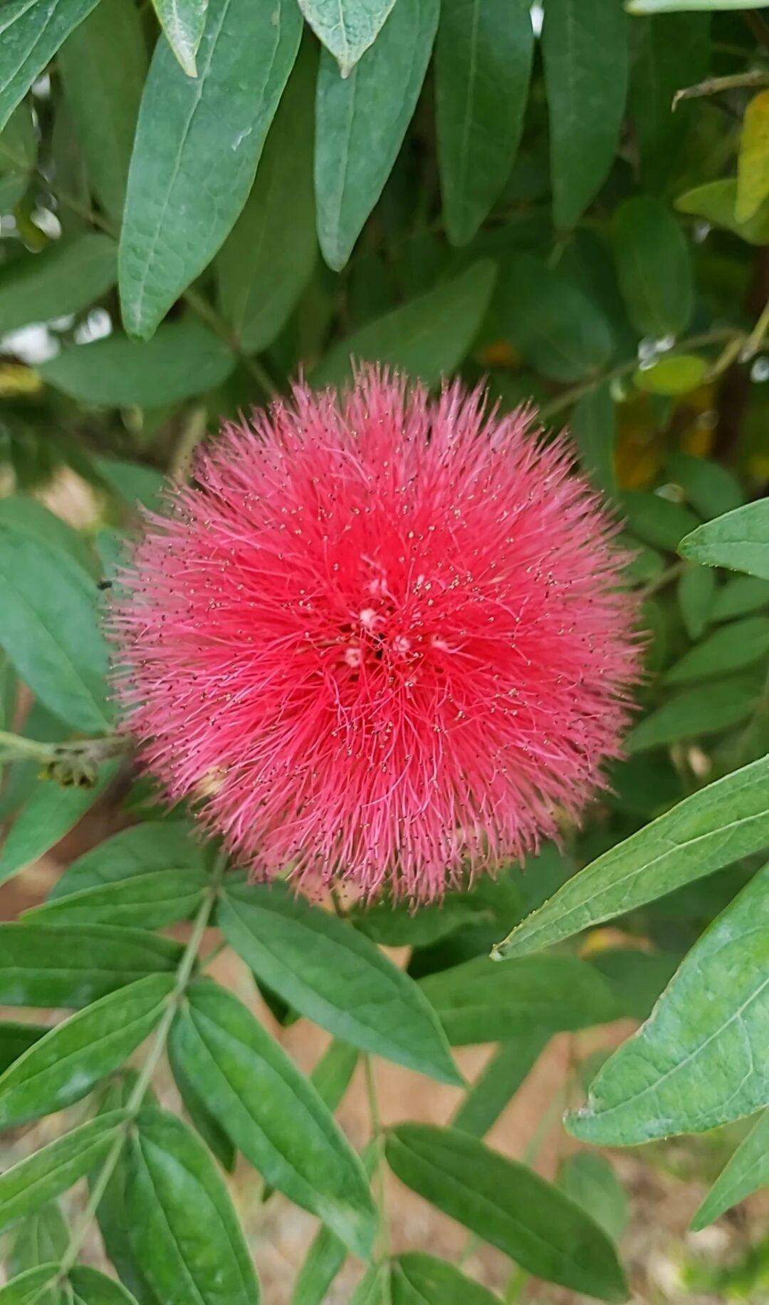 在岭南的绿意中，朱缨花悄然绽放，像一团团绯红的绒球，缀在羽状复叶的枝头。它的花丝