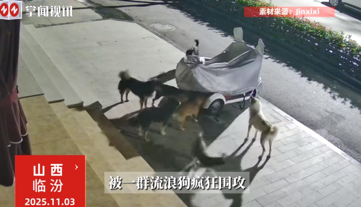 “缘分到了挡都挡不住！”11月3日，山西临汾，一男子早上到店里后，发现自己的电动