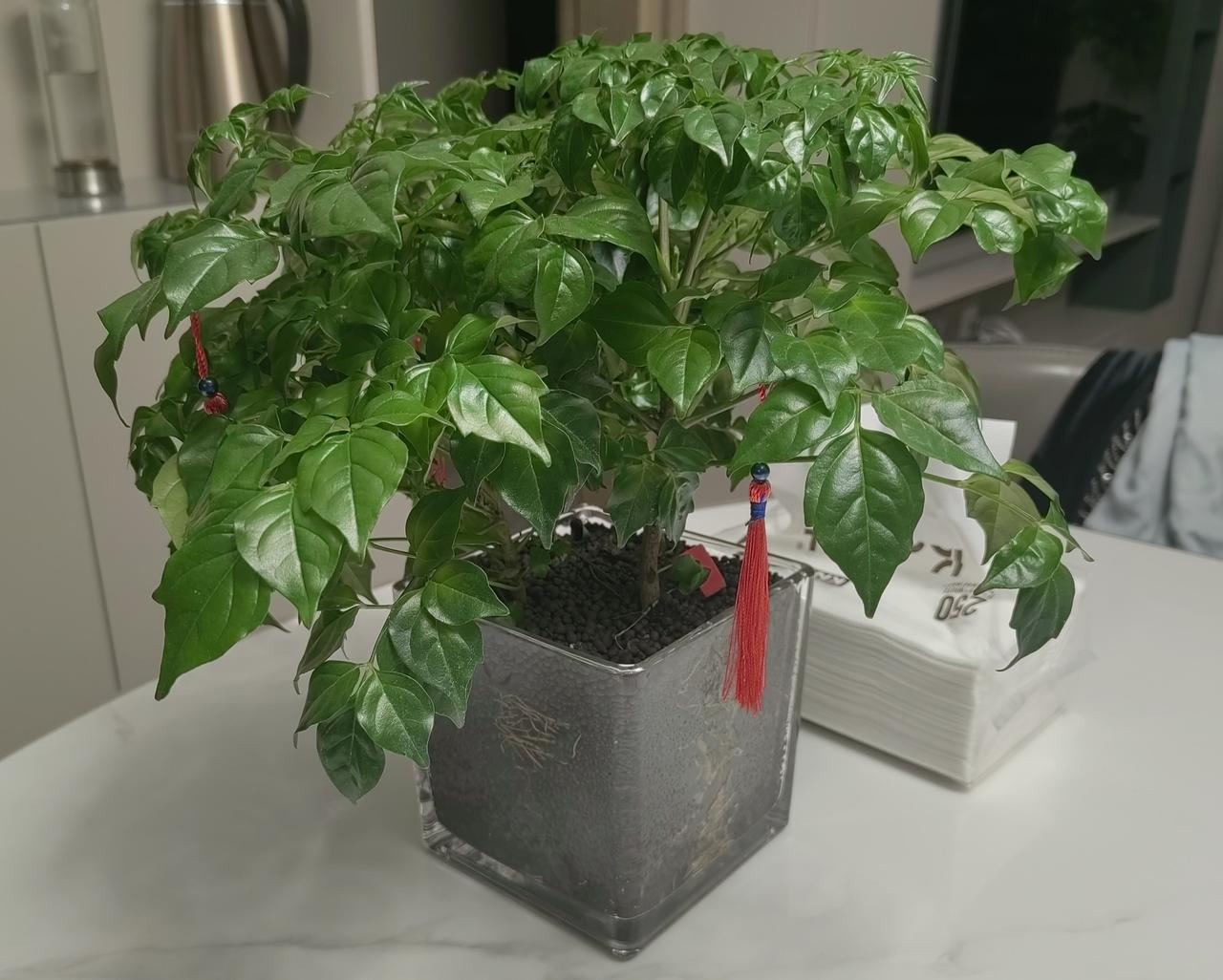 有个好名字，也可以改变自己的命运，发财树就是这样的典型——发财树，