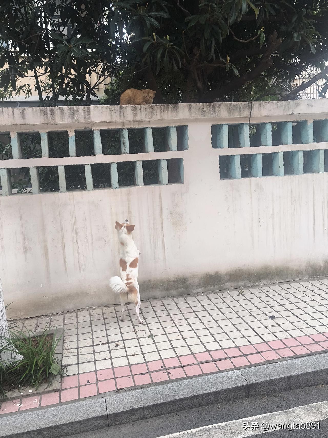 世道变了。带狗狗在小区散步，瞧见一只肥头大耳的猫咪在围墙上酣睡，狗狗