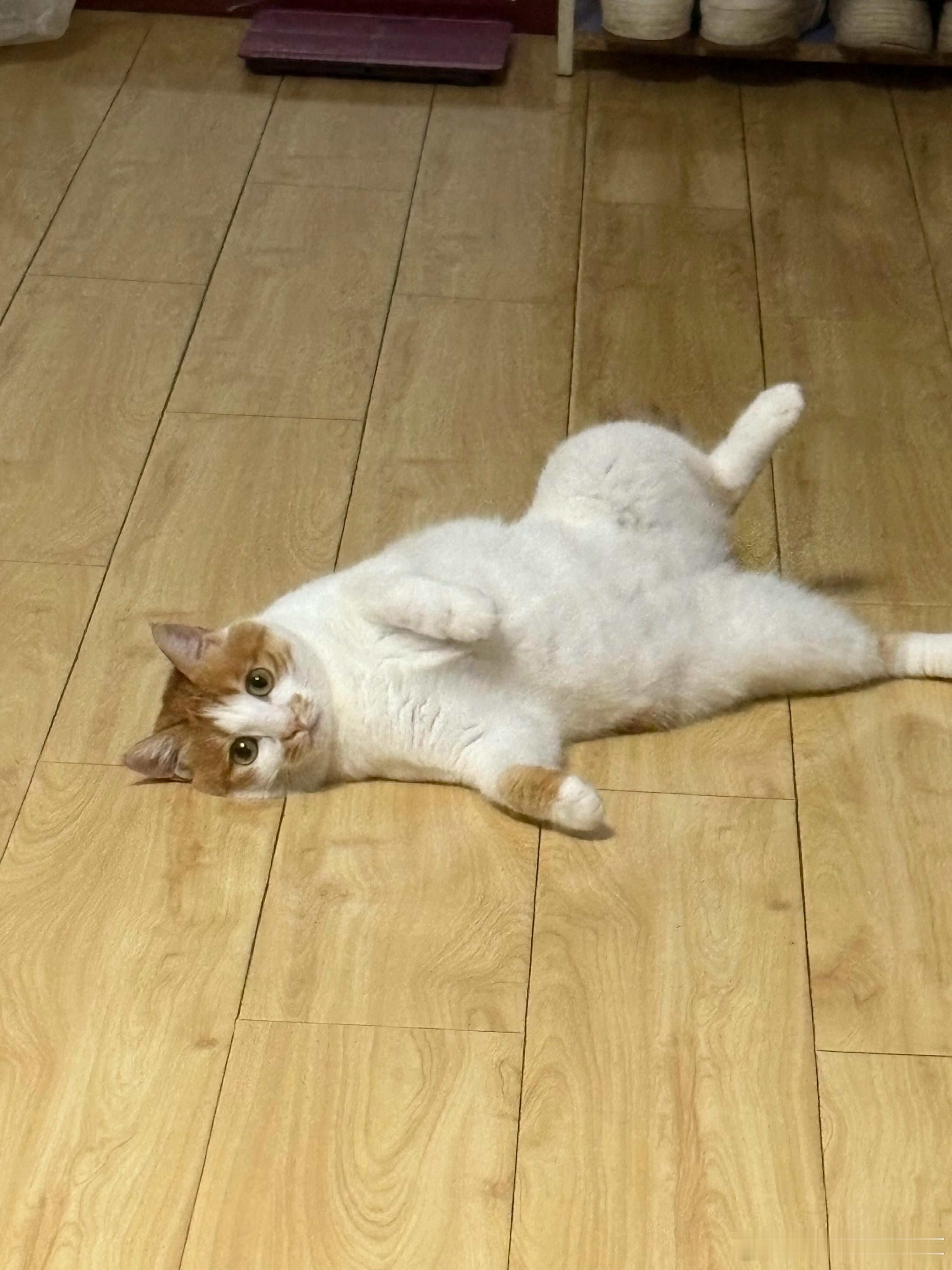 为什么会有小猫喜欢这样躺着[笑着哭]​​​