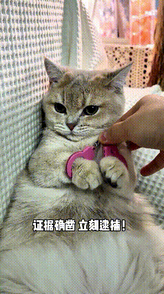 看到这个视频，瞅瞅主人家这小猫咪，真是又心虚又好笑。主人回家发现零食全被咬出牙