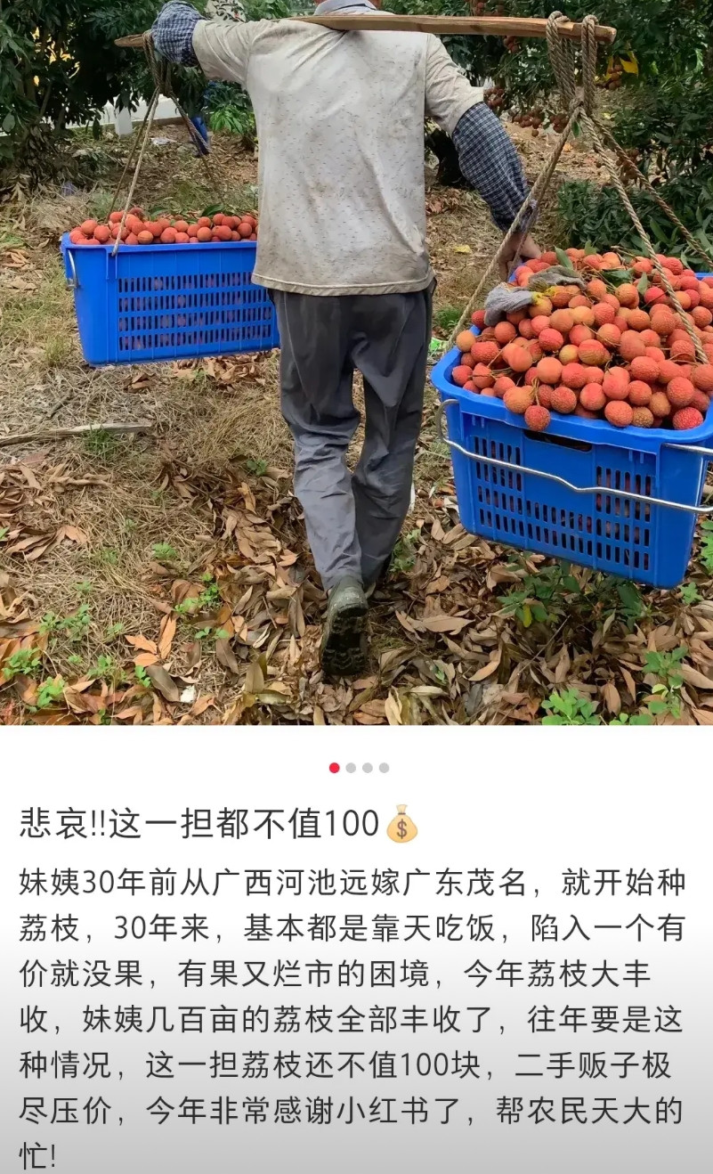 这一担荔枝在广东茂名原产地都卖不出100块钱，真的假的？一位卖荔枝的商家发文: