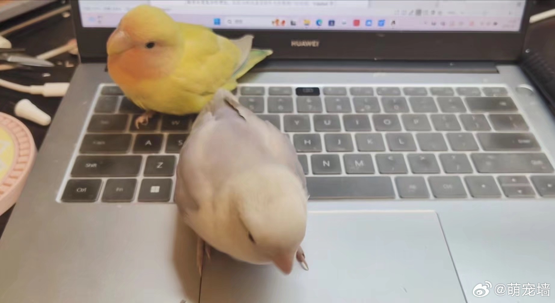 老师我的电脑上有两只恐龙我不敢写论文