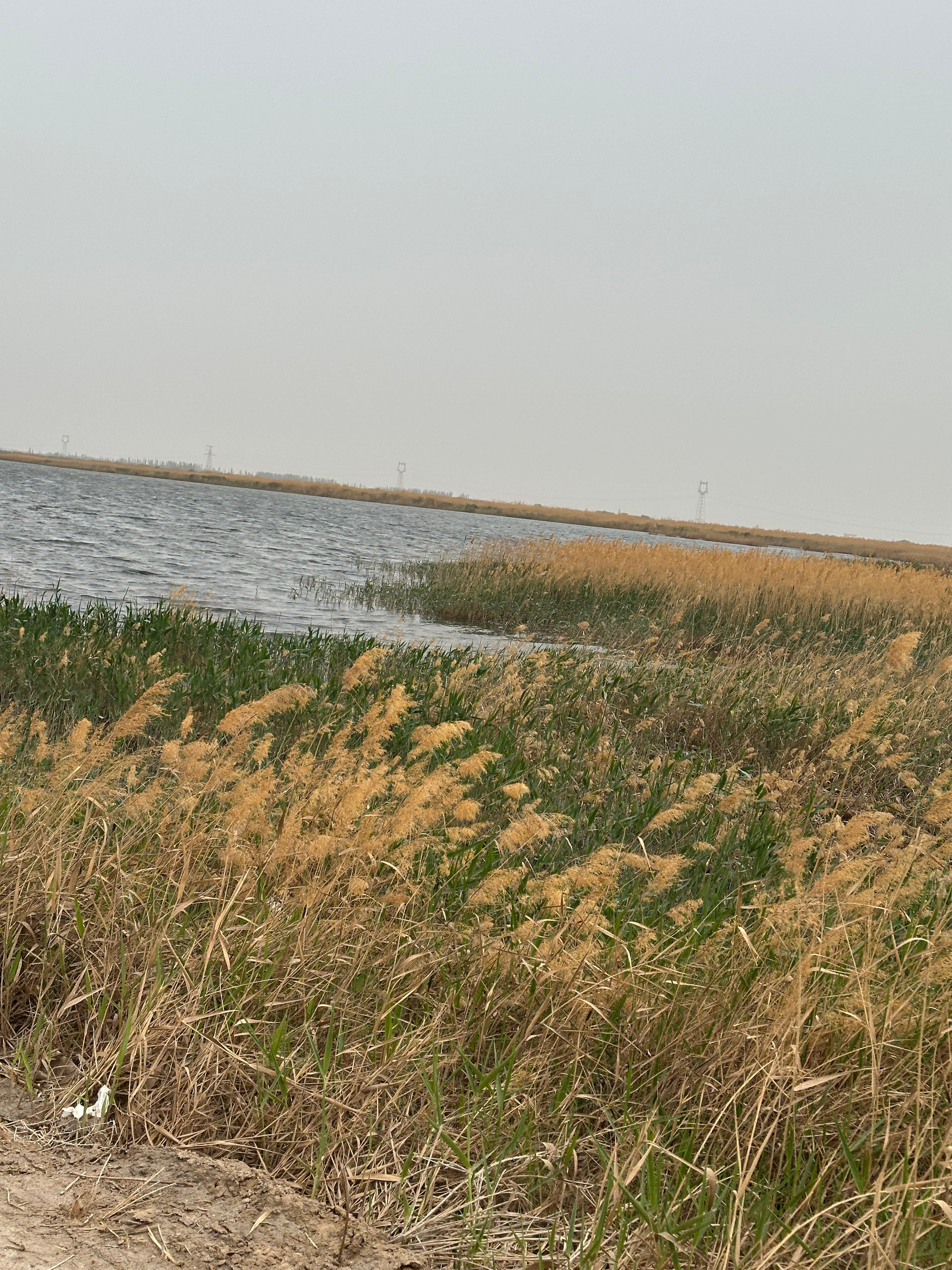 💜路边的小野花还怪好看的💜忍不住的想薅一把子哈哈……