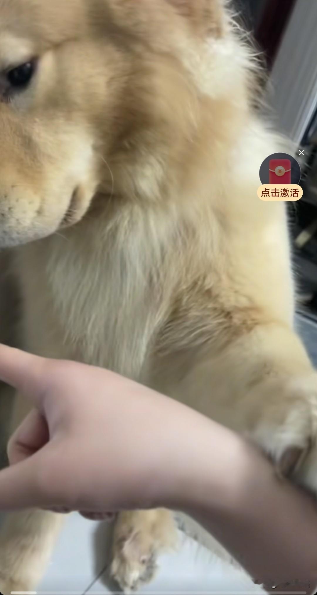 是不是所有的金毛犯错挨打后，都一副死样子？金毛训斥狗狗