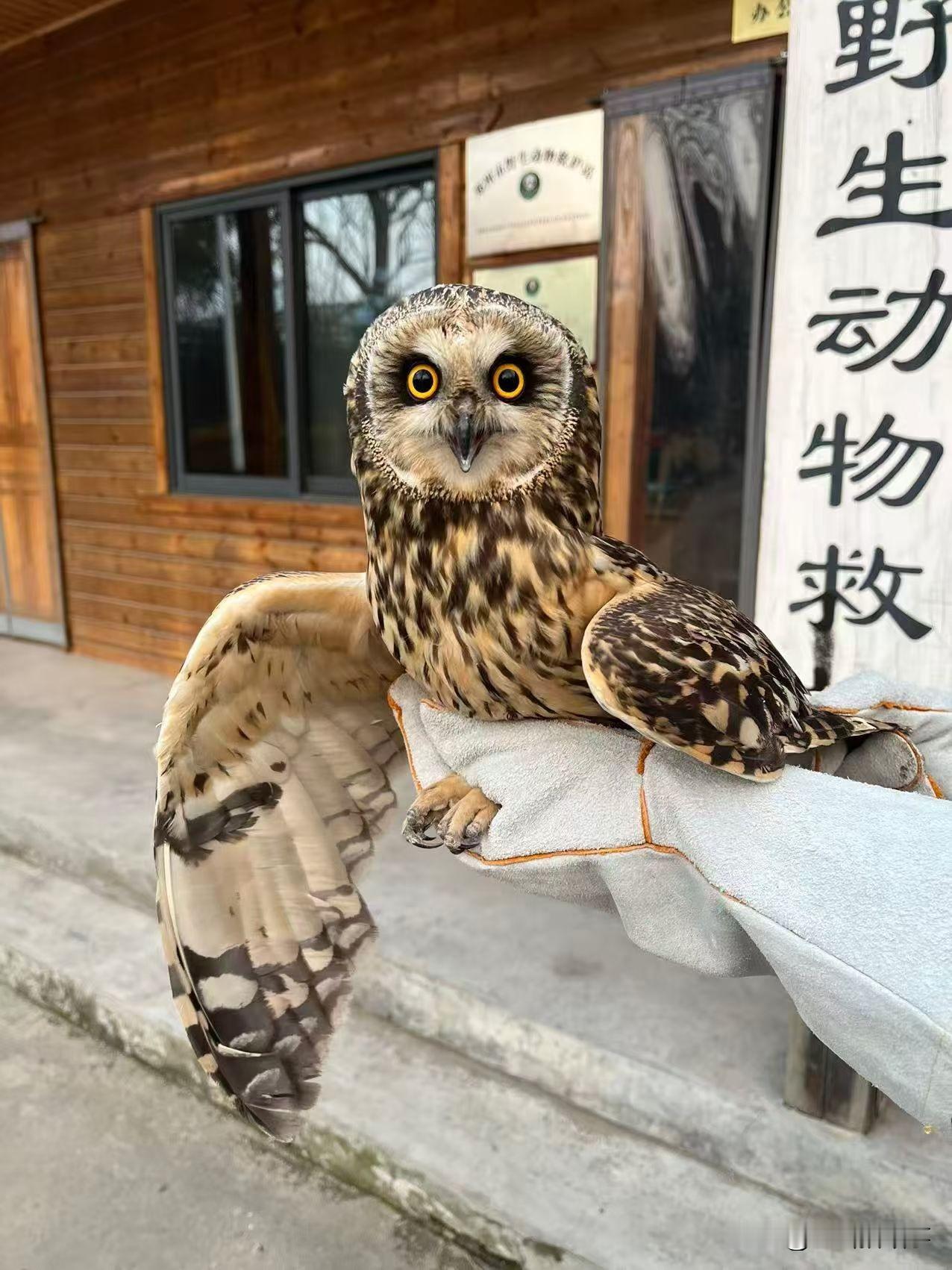 野生动物救护不停步:2026年1月5日，郑州市野生动物救护站工作人员，前往郑州