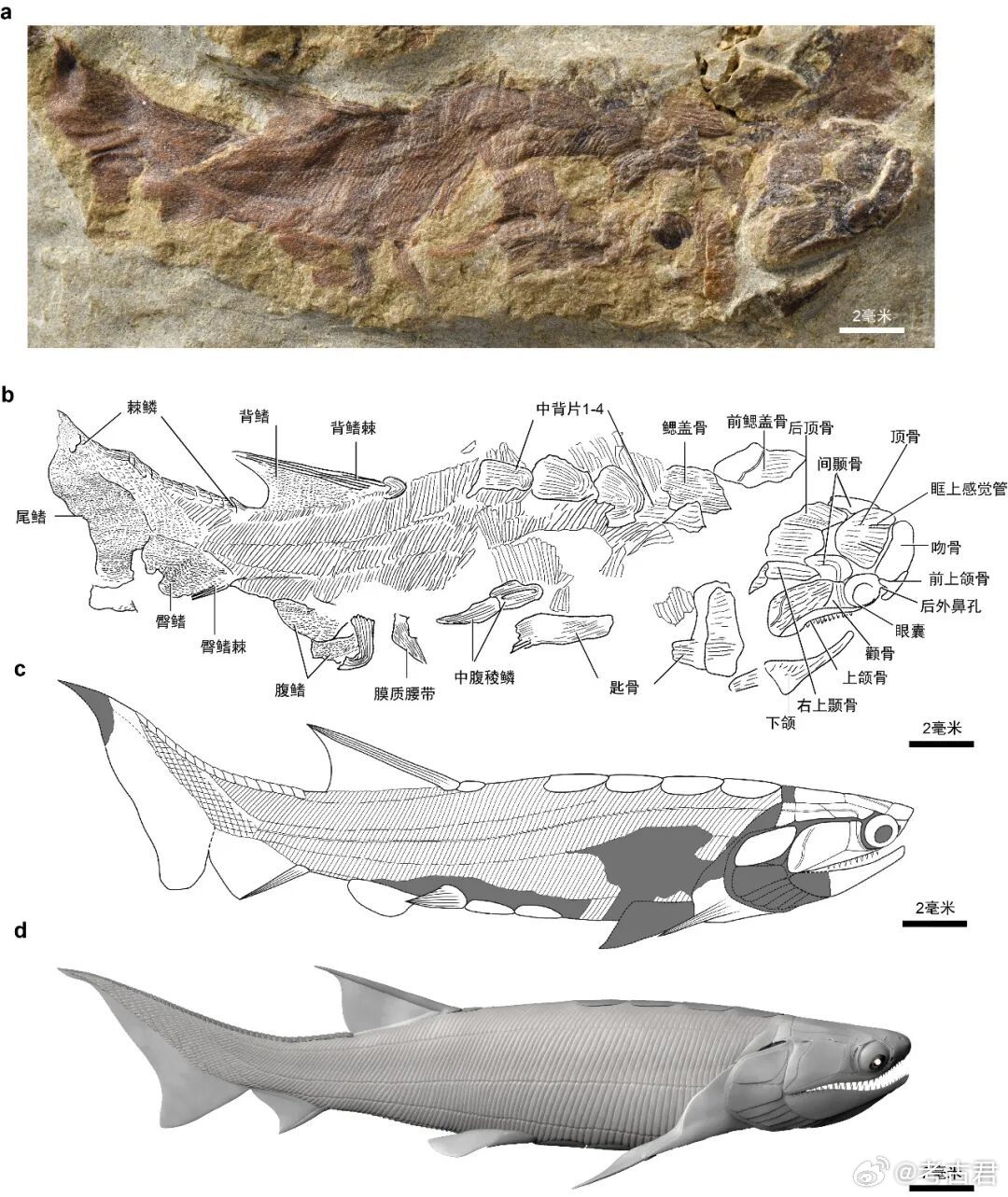 考古新发现“从鱼到人”再添新证“从鱼到人”演化链条再添关键实证。我国科研人员在