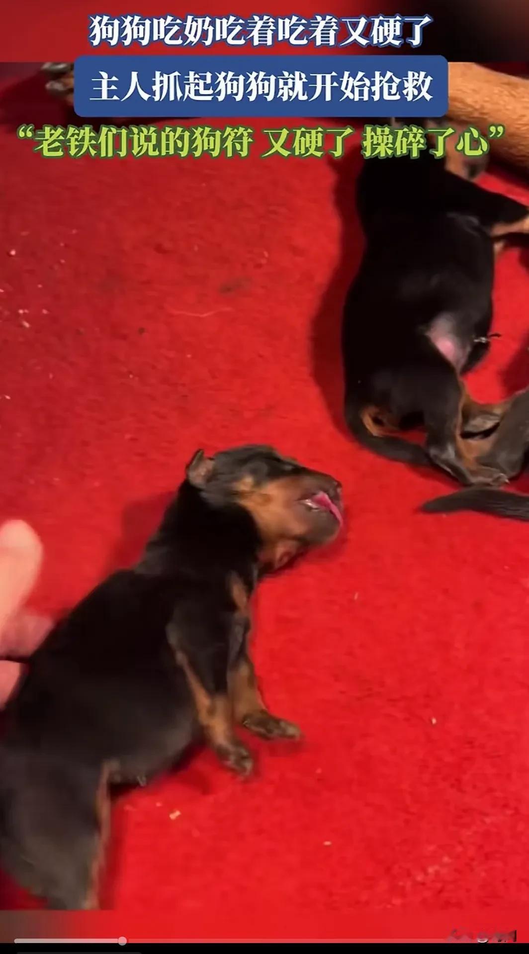 冷知识，一只“死”得梆硬的狗子被几秒钟救活，奶狗如果全身僵硬请不要丢弃，他可能只