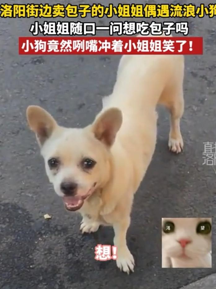 太感动了！河南洛阳，一女生卖包子时偶遇流浪狗狗，随口一句“你想吃吗？”不料狗狗竟