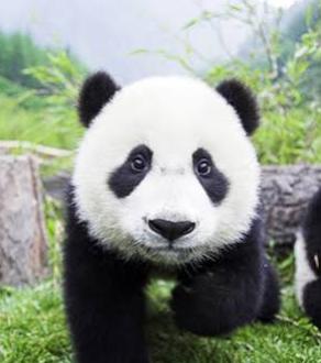 四川历史上有老虎出没，为啥从没听说过老虎捕食大熊猫？护林员表示：八成的人都不清楚