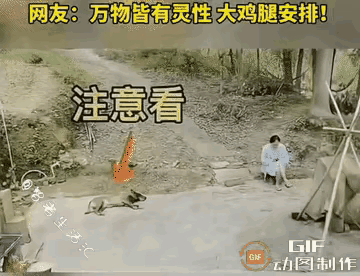 “科学没法解释了！”女子坐大树下乘凉，躺在远处的狗狗突然坐起来走到主人身边冲着她