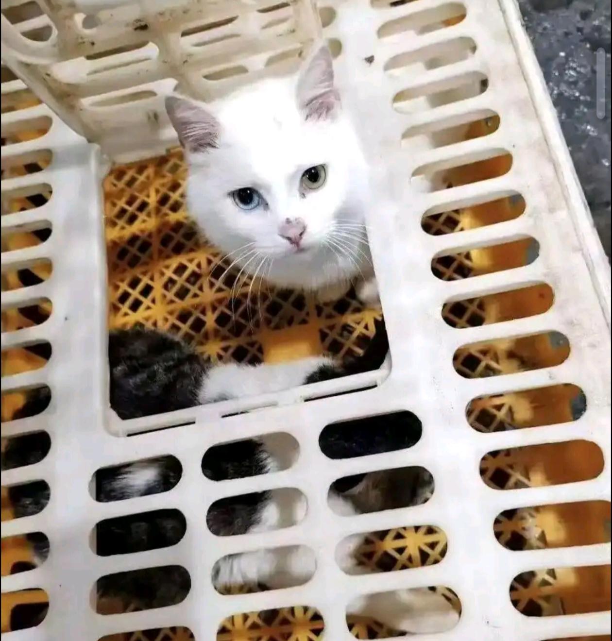 10月30日，有网友爆料广东佛山南海区九江镇“虾记私房菜”存在宰杀活猫，与蛇、鸡