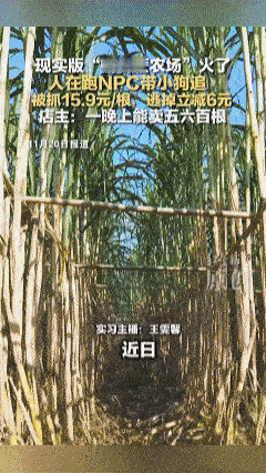 “真有做生意头脑！”四川眉山，一家甘蔗农场老板不但不怕人偷，反而喊着让大家来偷，