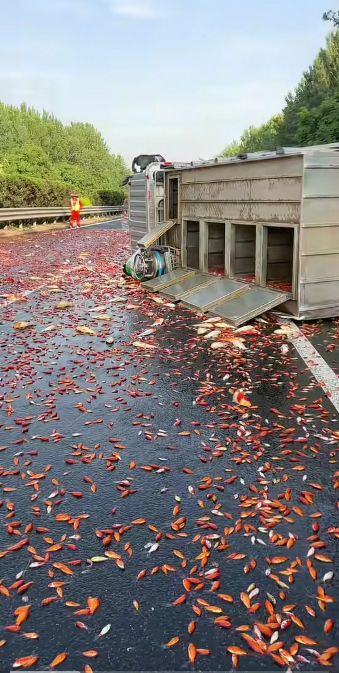 这司机损失大了，金鱼撒了一地。