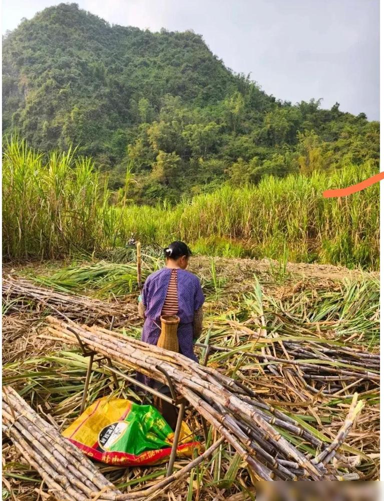 回到武鸣老家，看到满山甘蔗还没砍，堂哥说今年糖厂收购价480元一吨，比去年降了4