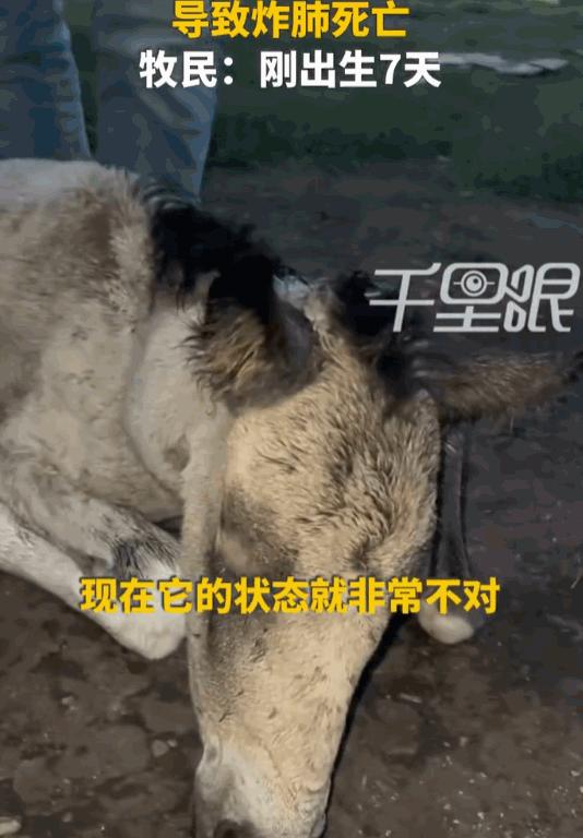 6月27日报道，新疆一名游客，为了追求镜头下的“史诗级大片”，竟然操控着嗡嗡作响