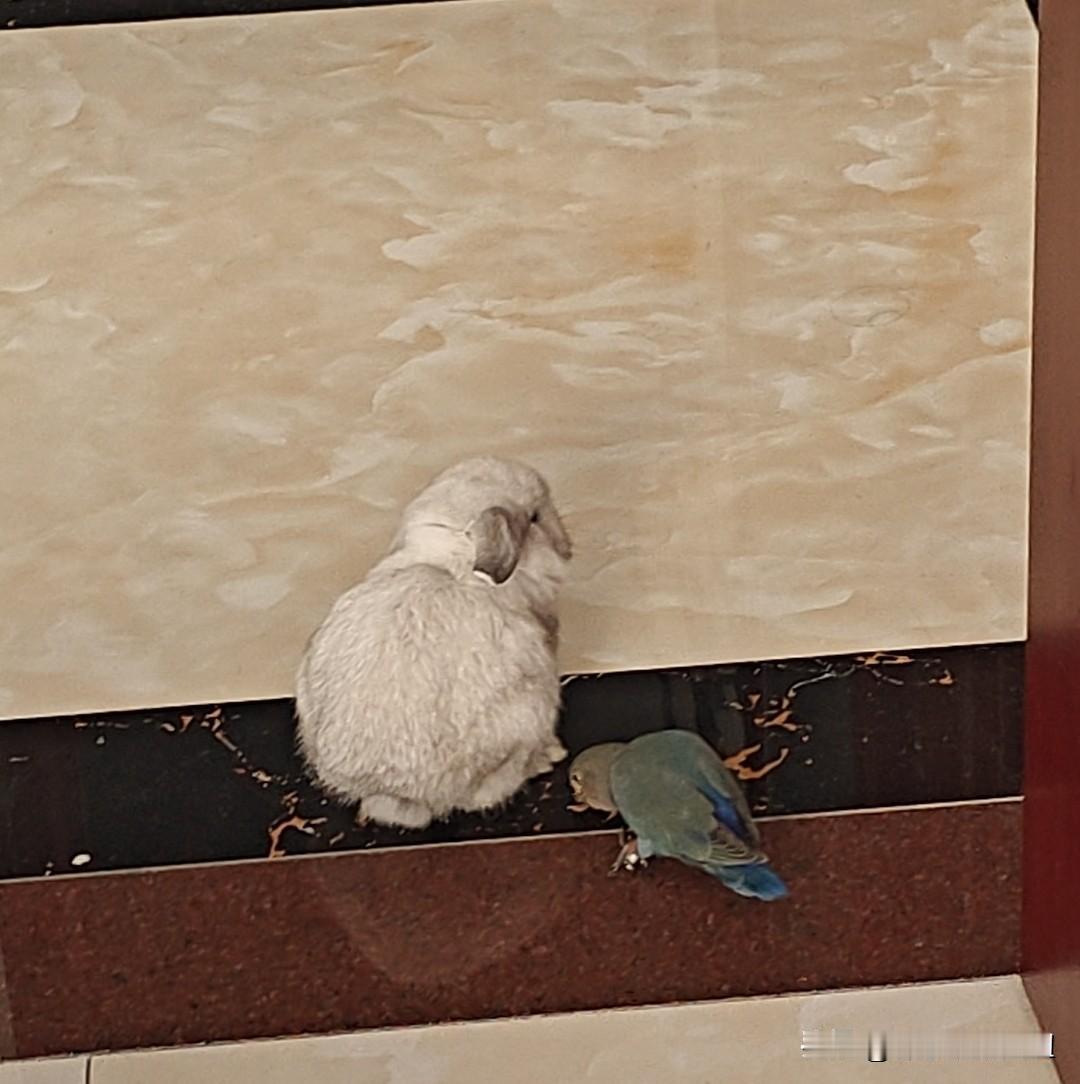 外婆要不行了，要不要回去？今天老妈打来电话说，外婆要不行了，问我要不要回去看看