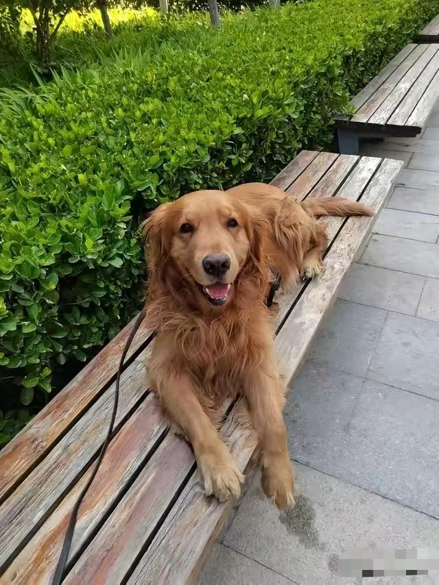 小区的狗的确该管管了！我晚上出去遛弯回来，在小区院里都能看一群流浪狗，而且都是大