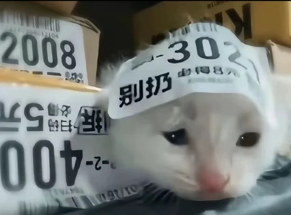 《猫去大城市打拼了，没走飞机也没走高铁》走的是快递。坐飞机要一千块，坐高铁要二百块，走快递只要六块二