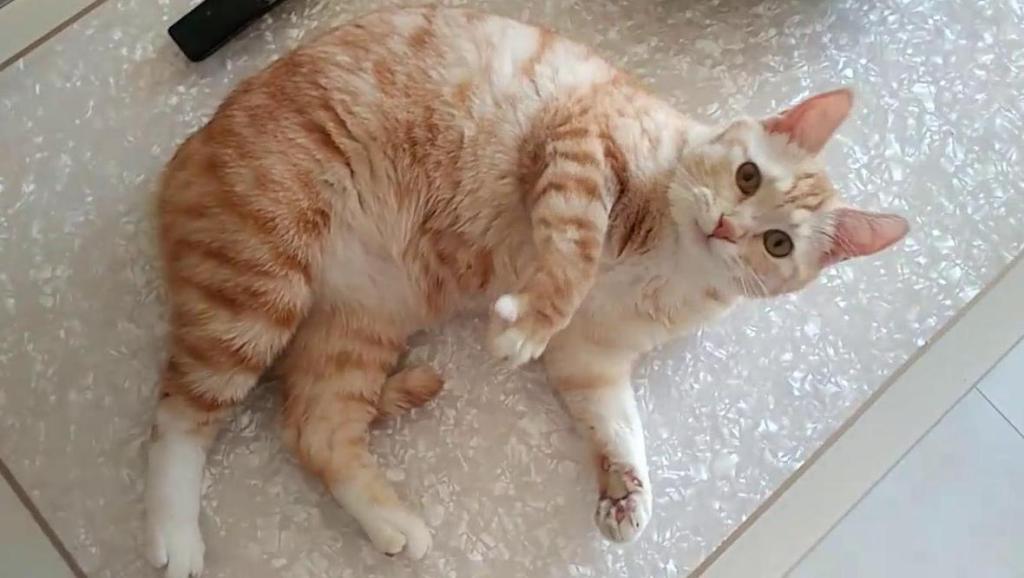 淘宝猫咪恶搞视频,恶搞猫咪视频大全