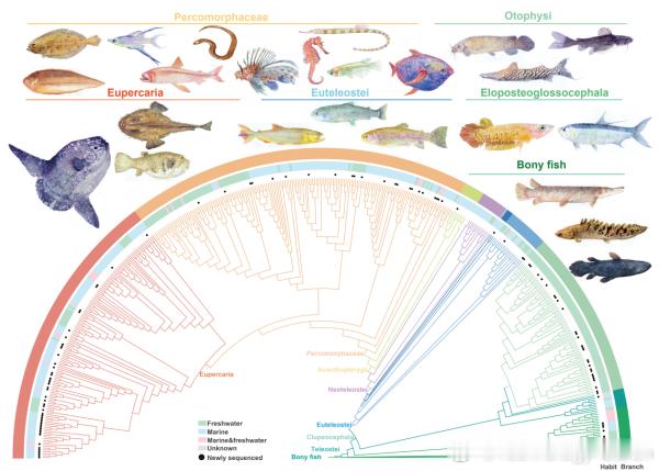 【我国“万种鱼类基因组计划”首期成果覆盖世界真骨鱼类目级分类单元】鱼类是地球上