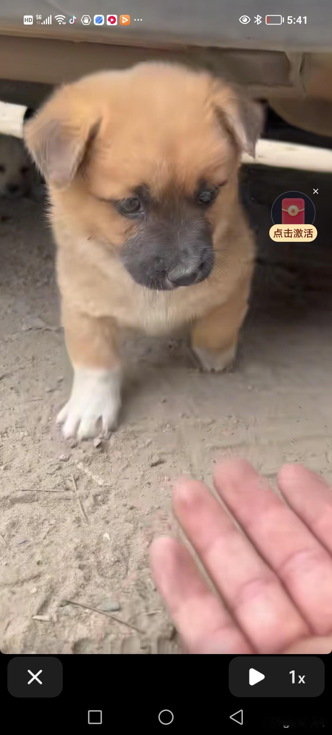 小田狗嘬嘬嘬的样子，特别好骗，而且还很好玩。主人伸手唤它过来，它便乖乖地凑过来。