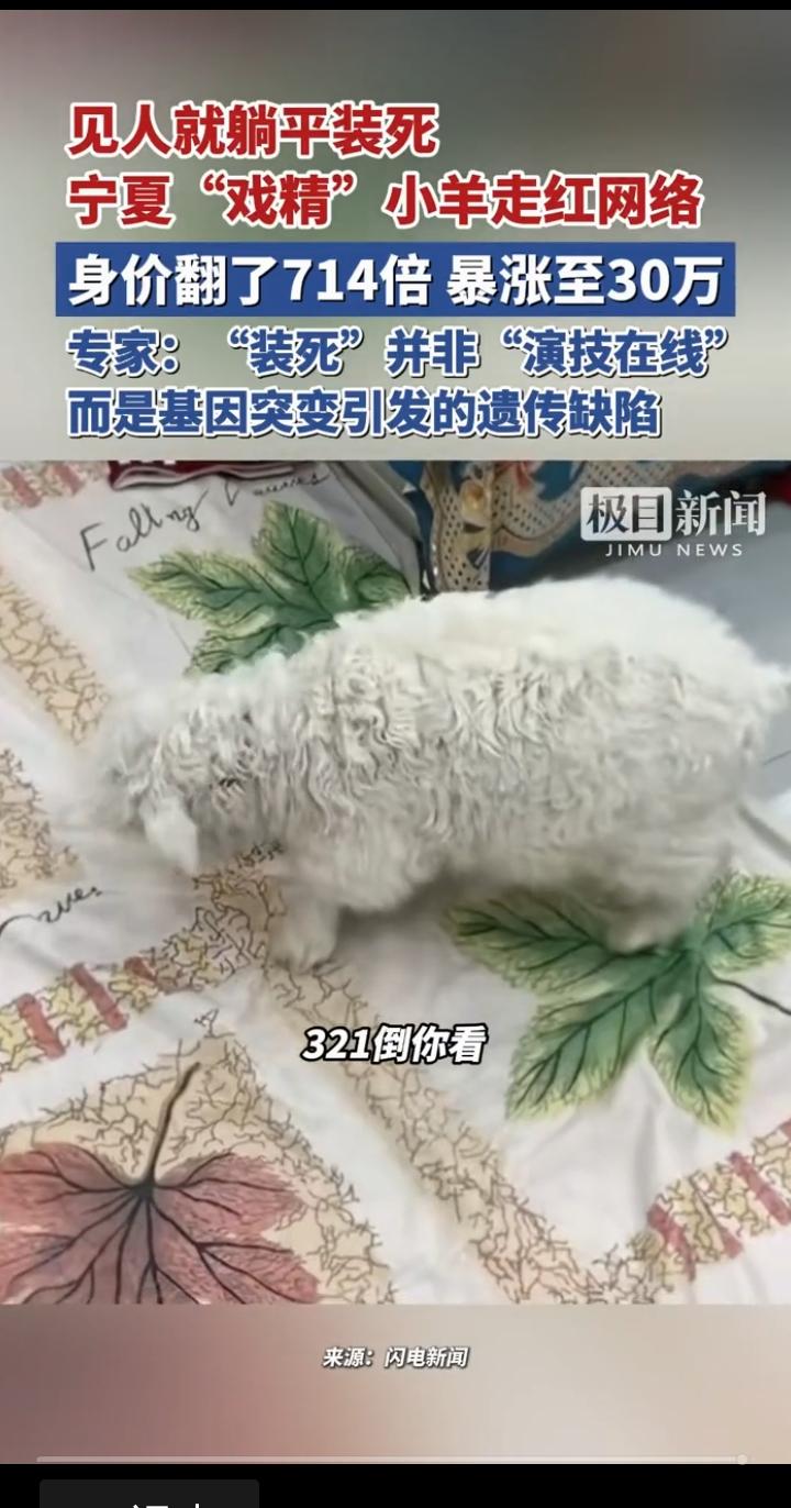 宁夏"戏精小羊"身价飙至30万：流量狂欢下的价值争议一摸就躺平闭眼，人走立