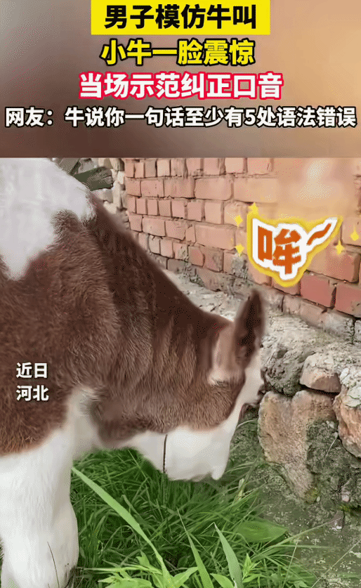 “笑不活了！”河北，男子在一头小牛跟前模仿牛叫。突然，小牛转过头来，当场给他示
