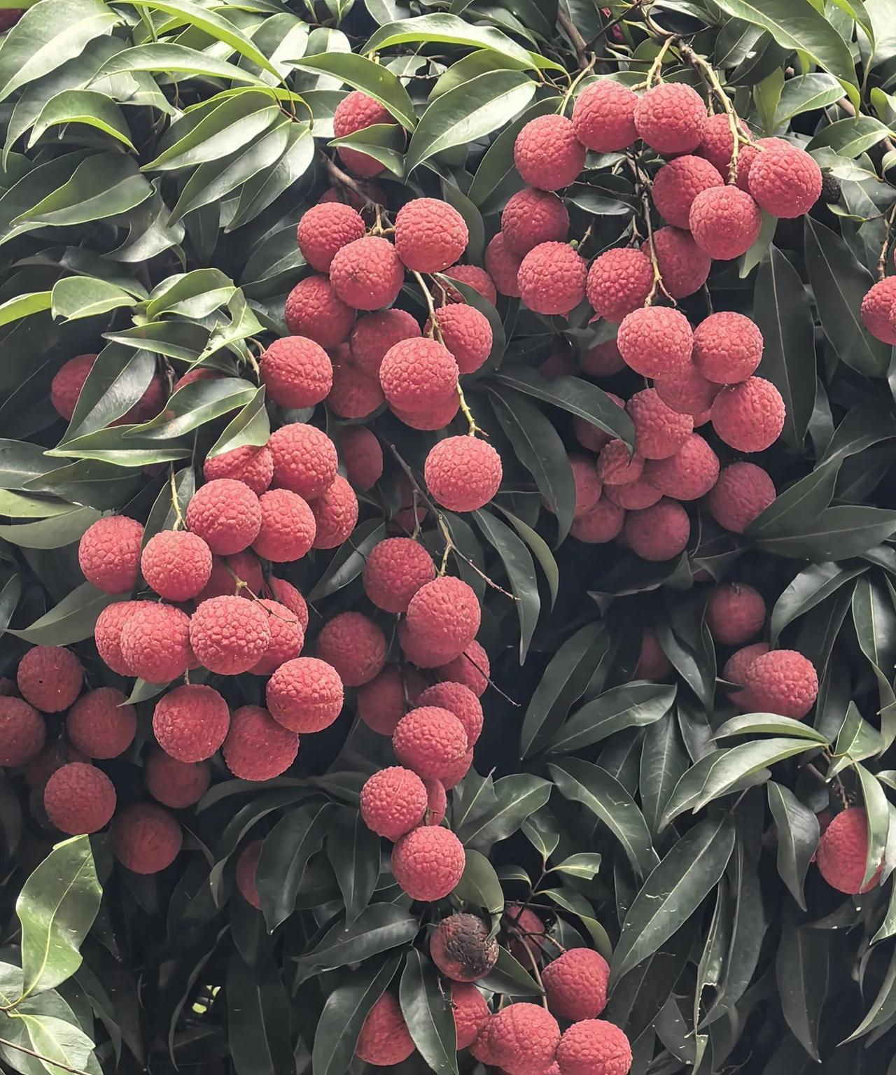 荔枝季节，简直不要太诱人！满树红彤彤的荔枝，颗颗饱满圆润，红扑扑的外皮带着细腻凸