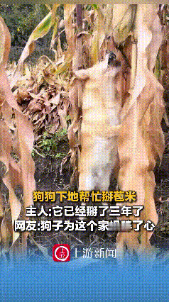 谁说狗狗只会卖萌撒娇？黑龙江这只“打工狗”直接用实力颠覆认知——跟