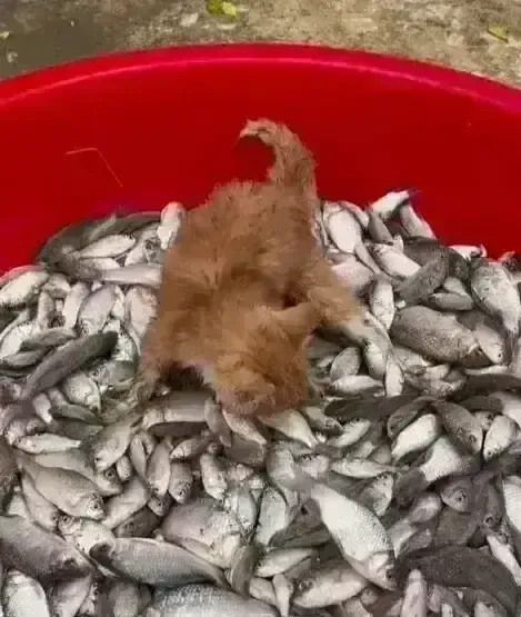 一个好心的鱼老板，他发现再近一只小橘猫，老偷他的鱼，大的偷不动，老板就不要它拿，
