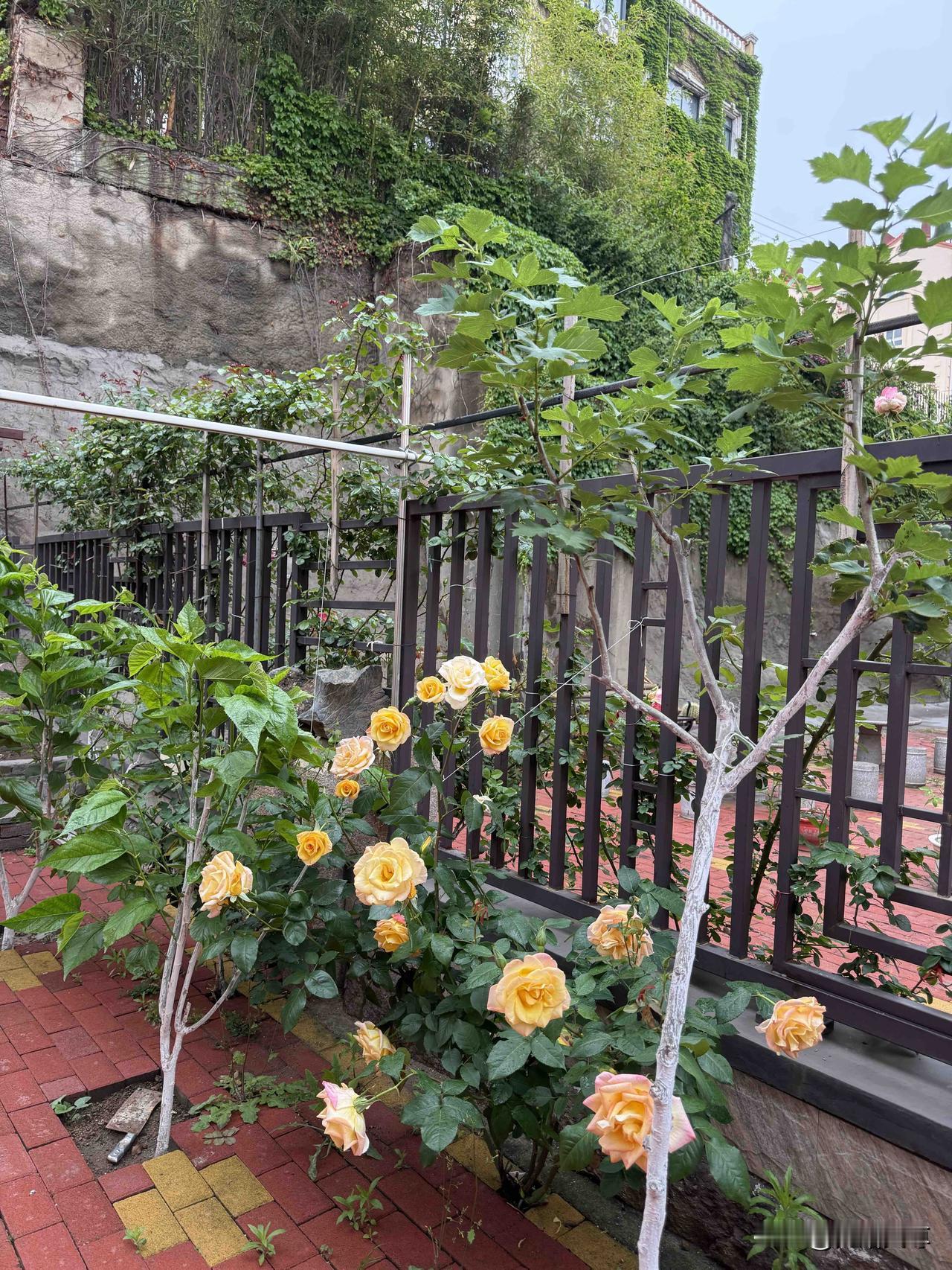 昨天早上又下雨了，看天气预报有雨吓得我也不敢出门了，直接趟床上睡吧，睡不着就起来