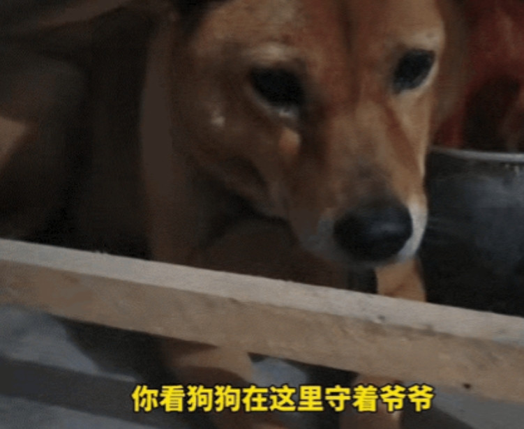 “看哭了！”女子的爷爷去世了，晚上守灵时，发现爷爷养了11年的狗狗进房间后没再出