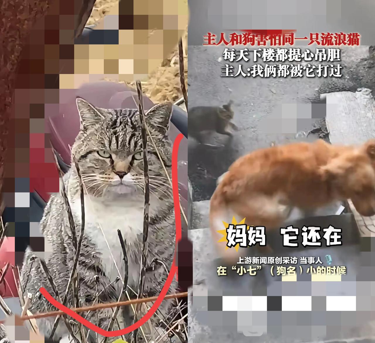 谁能想到啊！朋友家站起来快到我胸口的大金毛，居然被一只狸花猫吓得不