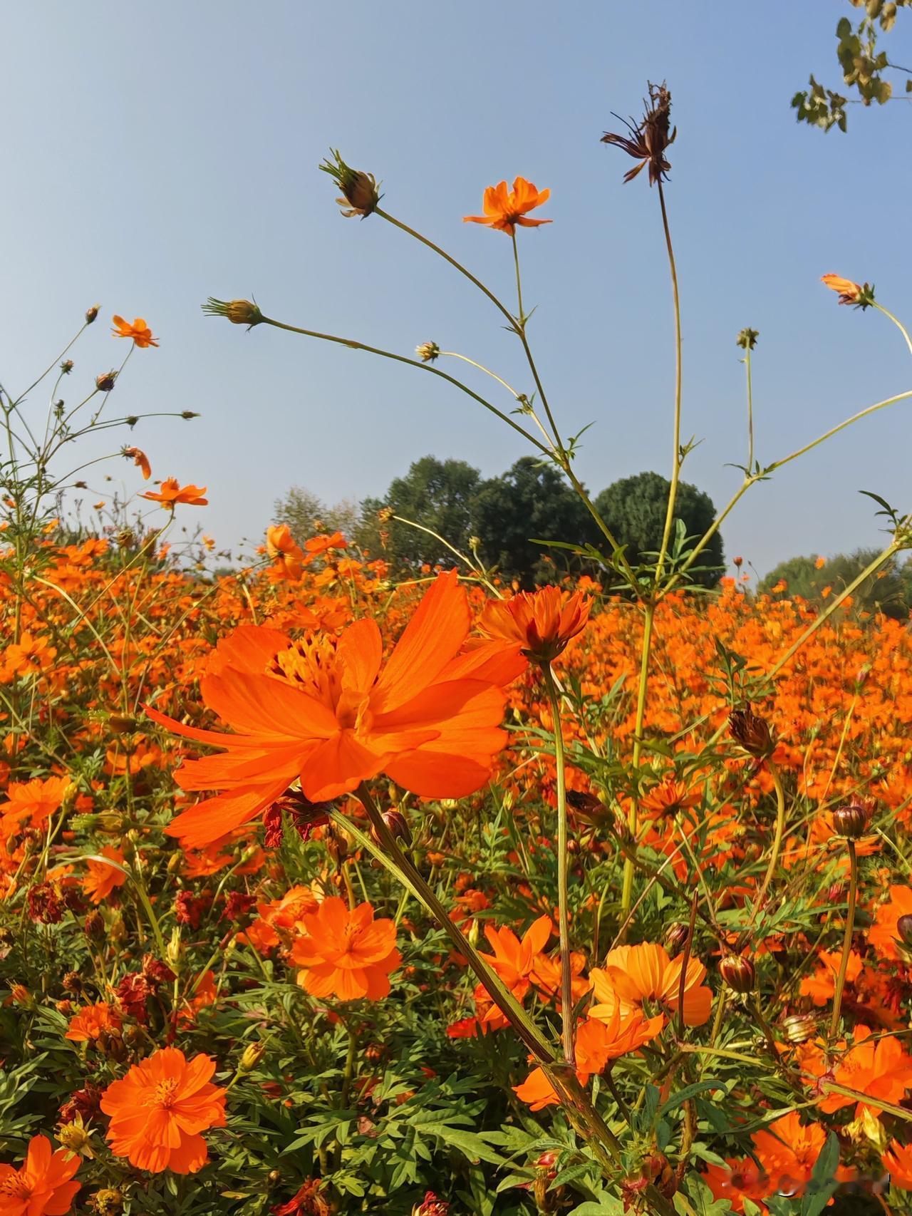 孩子已经变成社会人，还能好好上学吗？我的回答是因时而异，因人而异。我们初二的一个