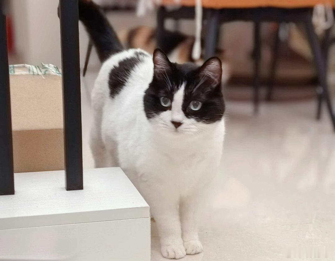 晚上回家的时候，遇到一只猫。章先生还对着猫摆手：小猫咪，过来，跟我走吧。我当时在