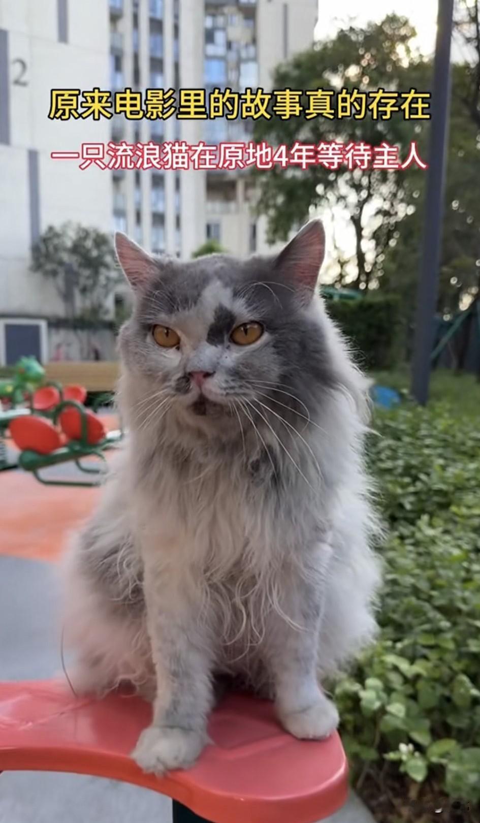 泪目了！原来电影里的故事真的存在，一只忠诚的猫咪因为主人搬家被留在了原来小区，它