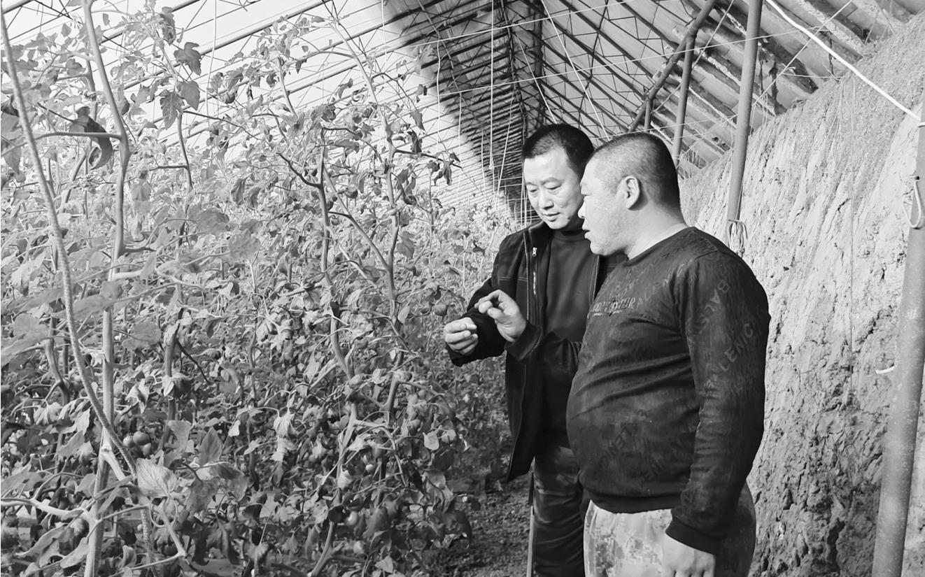 科学种植育出“金果子”