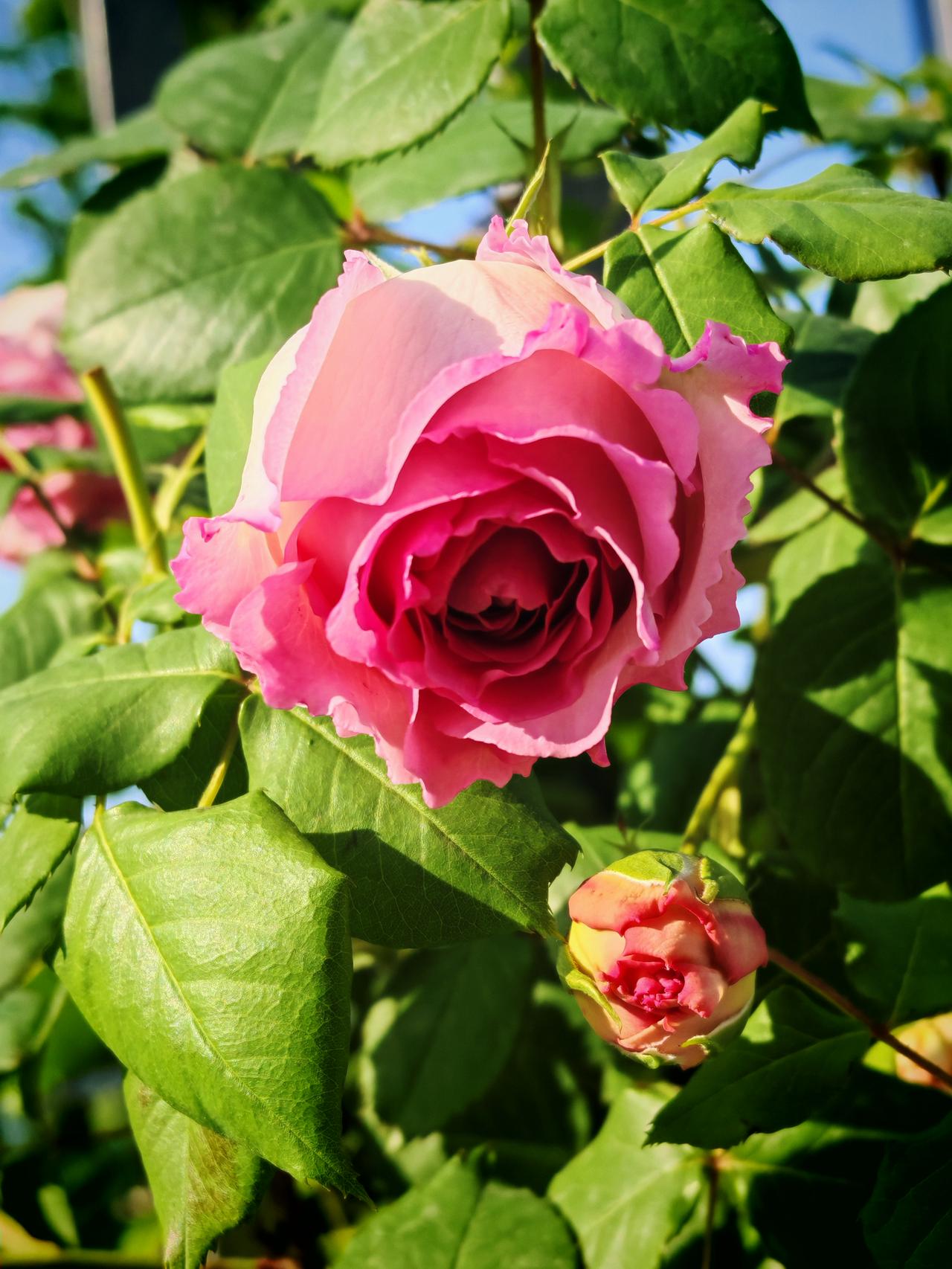 粉嫩玫瑰绽放，绿叶相衬，美不胜收！🌹🌿