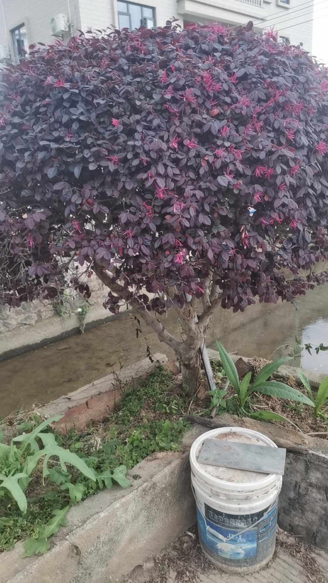 鼠成老大可爱的小花猫来到农户家饿了看见旁边碗里有食物刚迈开第一步