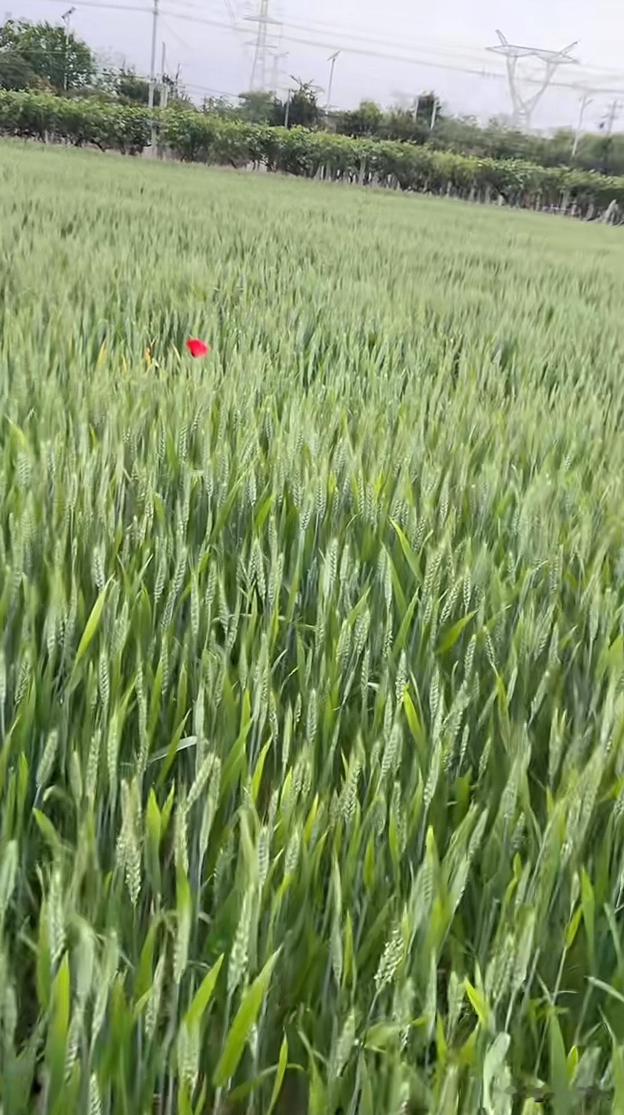 麦田中的一抹红