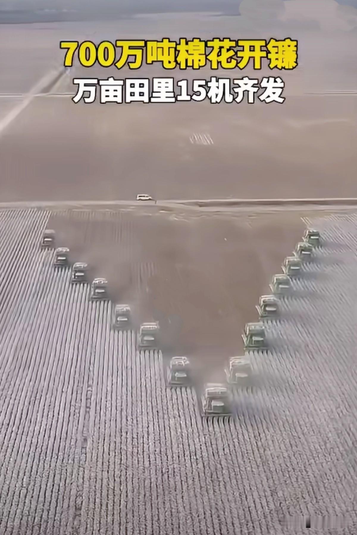 新疆棉花开镰，7500多台采棉机同时下地，机采率超90%。有人还在喊“强迫劳动”