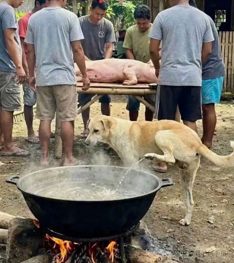 ：眼泪是挤不出了，那就撒泡尿送猪哥一程吧