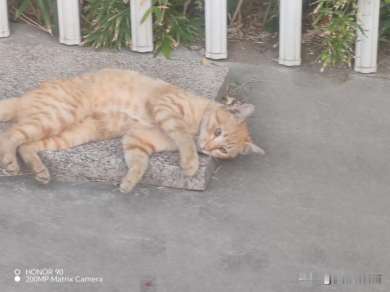 我军校深夜站岗，一个黑影逐渐逼近，我连喊两声口令不回，走近一看竟是大队长。1
