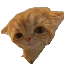 猫meme动态表情包